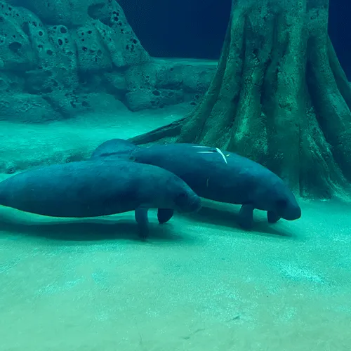 Manatees in the Parker Manatee Rehabilitation Habitat at The Bishop. Photo via The Bishop Museum of Science and Nature.
