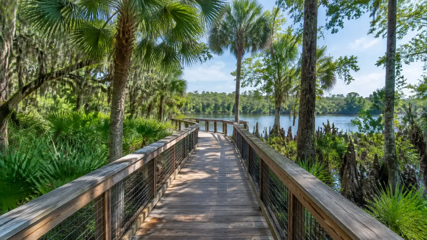AI-generated wooden boardwalk through a lush Florida floodplain forest. AI-generated visual for illustrative purposes.
